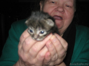 Отдам котят в хорошие руки бесплатно!!! - Изображение #2, Объявление #133413