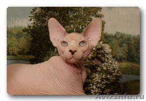Котята породы канадский сфинкс  - Изображение #1, Объявление #175135