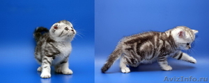 британские и шотландские вислоухие котята недорого - Изображение #2, Объявление #207148