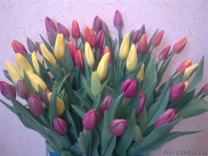 Красивые тюльпаны из сочи,для прекрасных дам - Изображение #1, Объявление #184830