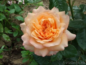 Саженцы сибирских роз - Изображение #1, Объявление #218494