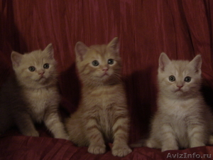 Чудесные британские котята из Новосибирска! - Изображение #4, Объявление #223852