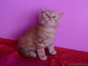 Чудесные британские котята из Новосибирска! - Изображение #2, Объявление #223852