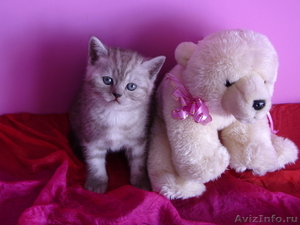 Чудесные британские котята из Новосибирска! - Изображение #3, Объявление #223852