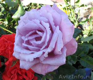 Саженцы сибирских роз - Изображение #2, Объявление #218494