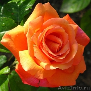 Саженцы сибирских роз - Изображение #8, Объявление #218494