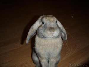 Услуги кролика для вязки - Изображение #1, Объявление #246052