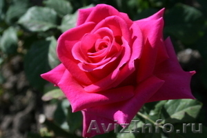 Саженцы сибирских роз - Изображение #4, Объявление #218494