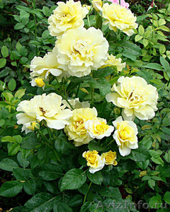 Саженцы сибирских роз - Изображение #9, Объявление #218494
