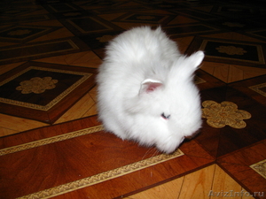 Белый ангорский кролик - Изображение #1, Объявление #269899