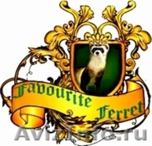 хорьки питомника Favourite Ferret  - Изображение #1, Объявление #263369