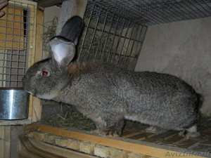 Кролики мясных пород Красноярск - Изображение #3, Объявление #298577