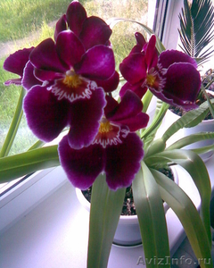 Орхидея Мильтония - Изображение #1, Объявление #334134