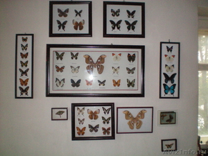 Коллекция тропических бабочек за 6500 рублей - Изображение #1, Объявление #371745