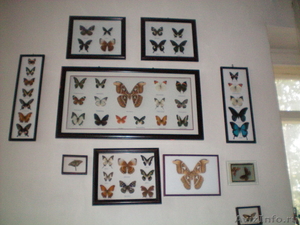 Коллекция тропических бабочек за 6500 рублей - Изображение #2, Объявление #371745