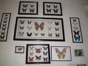 Коллекция тропических бабочек за 6500 рублей - Изображение #3, Объявление #371745