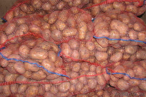 Урожай 2011г - картофель - Изображение #2, Объявление #389897