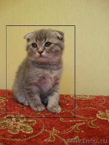 вислоухий  котенок - Изображение #1, Объявление #377816