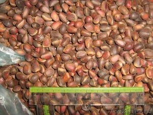 Продам орех кедровый урожай 2011г. - Изображение #1, Объявление #398618