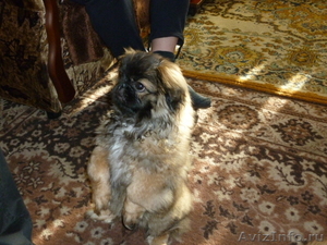 Продам щенка пекинеса пушистика - Изображение #2, Объявление #412105
