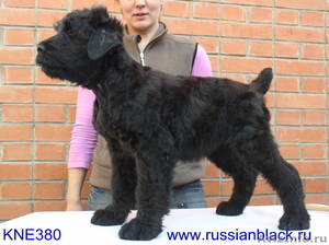 элитные щенки Русского Черного Терьера - Изображение #3, Объявление #384706