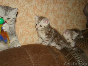 Превосходные британские котята. - Изображение #3, Объявление #387114