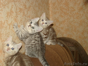 Превосходные британские котята. - Изображение #4, Объявление #387114