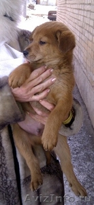 отдается охранник щенок - Изображение #1, Объявление #446258