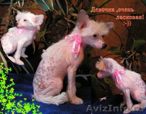 Продаются щенки китайской хохлатой собачки и американского кокер спаниеля - Изображение #2, Объявление #462257