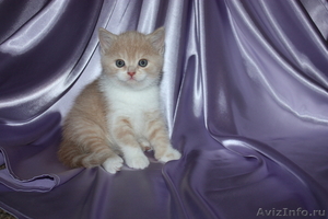 Шотландские  котята с родословной от титулованных родителей - Изображение #1, Объявление #470354