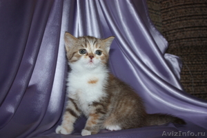 Шотландские  котята с родословной от титулованных родителей - Изображение #3, Объявление #470354
