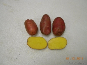 Овощи, картофель - Изображение #1, Объявление #466575