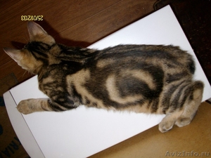 Необыкновенный котенок породы курильский бобтейл - Изображение #3, Объявление #515207
