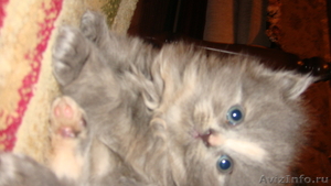Помесь Британца с Баленезийской кошкой - Изображение #2, Объявление #497182