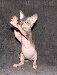 Донской сфинкс котята на продажу - Изображение #1, Объявление #488464