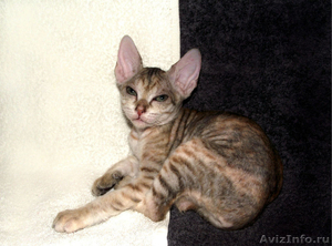 Донской сфинкс котята на продажу - Изображение #2, Объявление #488464