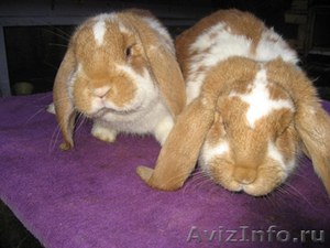 Продам кроликов породы Французкий баран - Изображение #2, Объявление #509425
