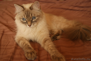 котята невской маскарадной, сибирской породы - Изображение #3, Объявление #546675