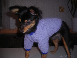 Вязаная одежда для собак - Изображение #1, Объявление #521577