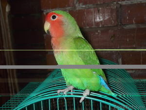 Животные,попугаи - Изображение #5, Объявление #537953