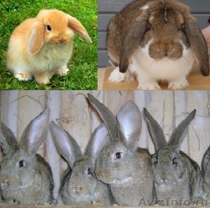 Кролики Бельгийский обр, Фландр, Ризен, Баран - Изображение #1, Объявление #550425