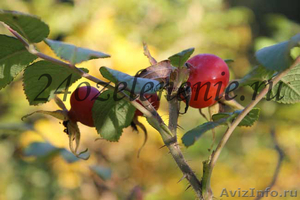 Саженцы плодовых и декоративных пород выращенных в Сибири - Изображение #2, Объявление #579073