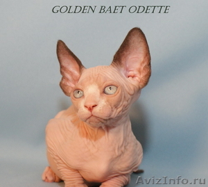 Котята породы канадский сфинкс из питомника Golden Baet