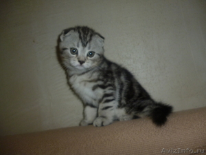 Вислоухий котенок мраморного окраса - Изображение #1, Объявление #571514