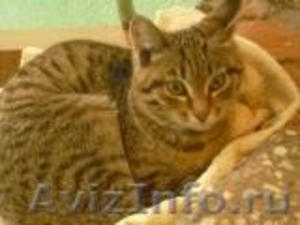 Котенок Европейской короткошерстной - Изображение #1, Объявление #589215
