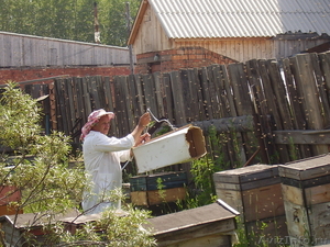 Мёд натуральный разнотравье - Изображение #1, Объявление #563769