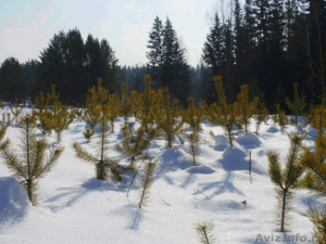 Саженцы лесных деревьев  - Изображение #1, Объявление #595452