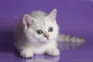 Британские котята из питомника Noreli Pride - Изображение #1, Объявление #635528