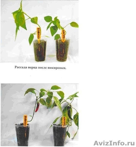 Реализую стимулятор роста растений \"Новосил\" - Изображение #1, Объявление #613898