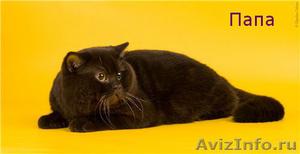 Британские котята с документами - Изображение #1, Объявление #633757